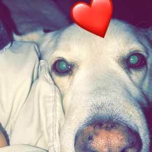 Meet your Posher, Lucas